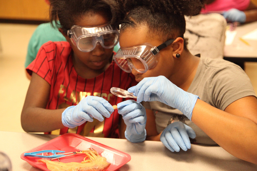Students dissecting squids