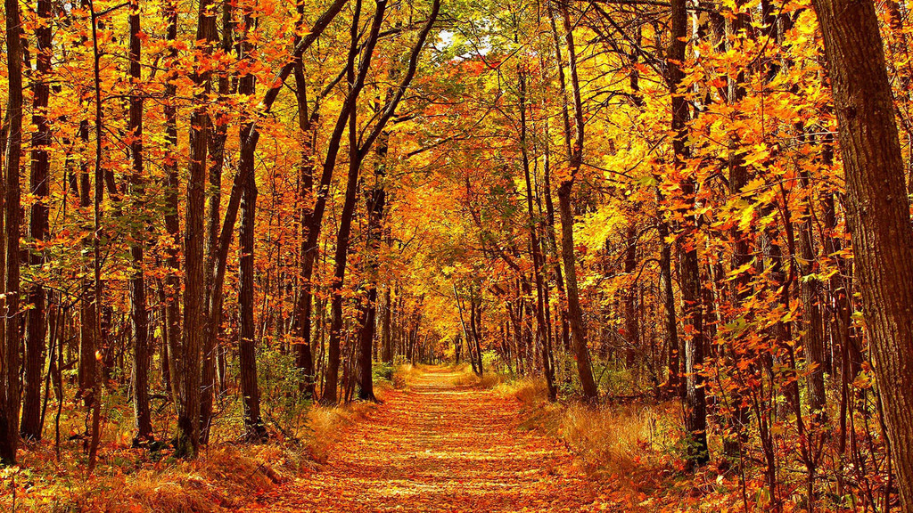 Fall image