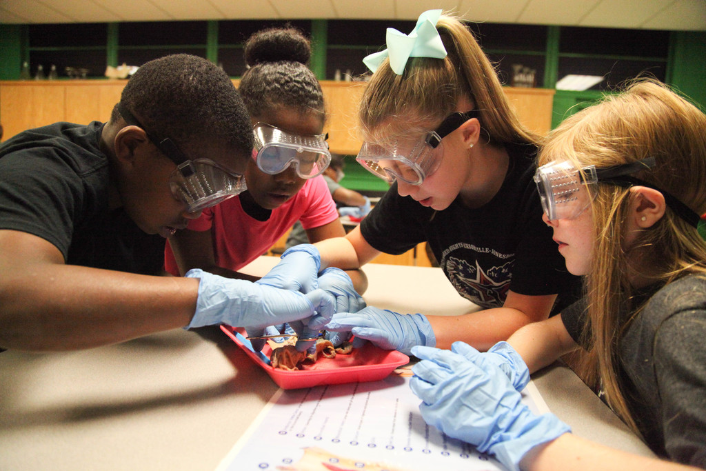 Students dissecting squids