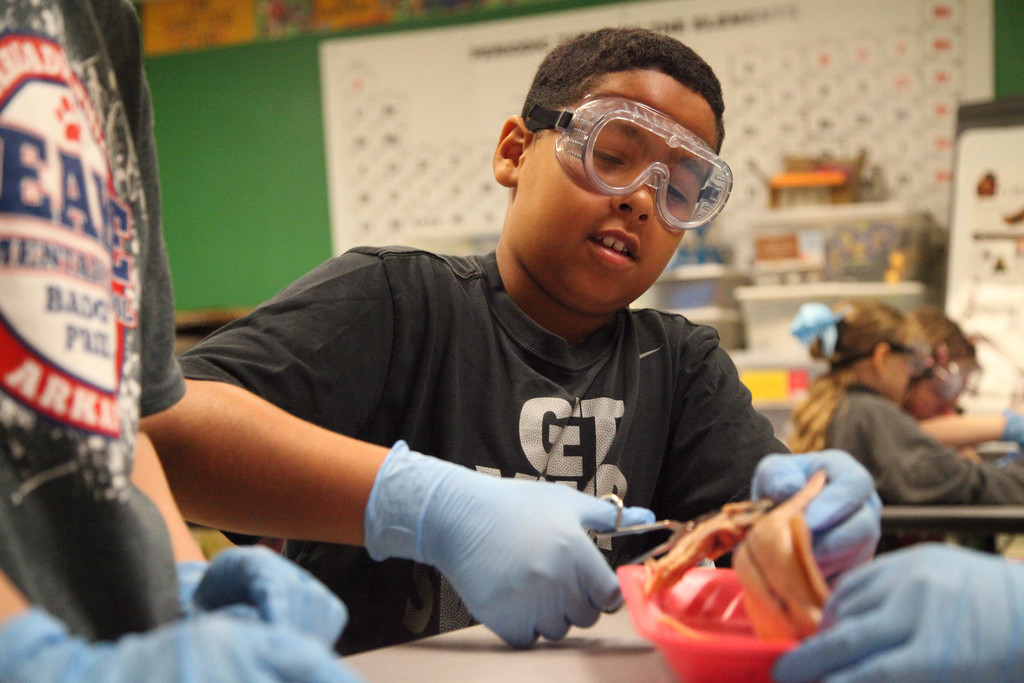Students dissecting squids