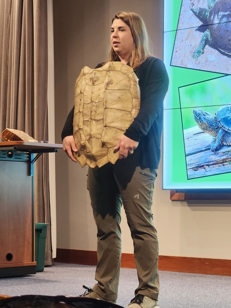 Alligator Snapping Turtle shell.