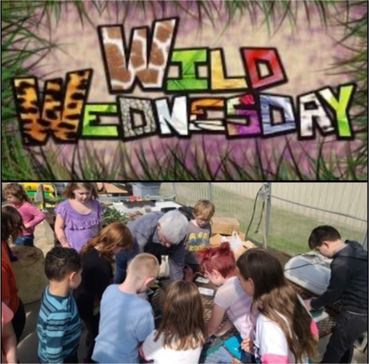 mr pearce wild wednesday