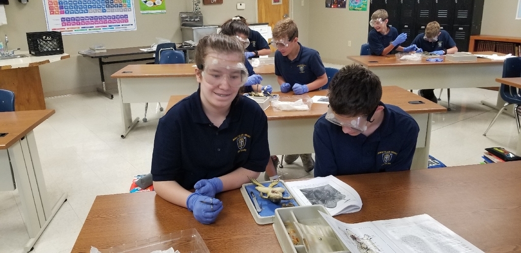 comparing their frog with the image in the lab instructions