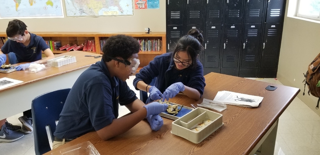 dissecting frog