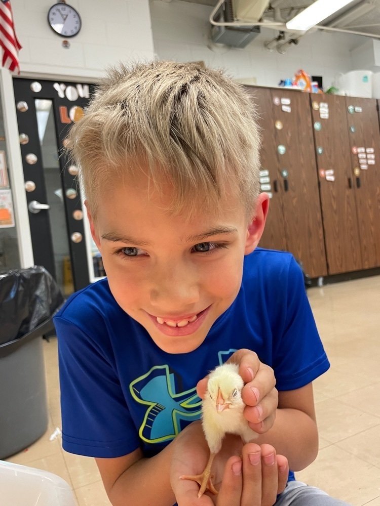 1st grade is in chick heaven! Today we’ve read to the chicks, sang to them, and showed them how well we know math facts!