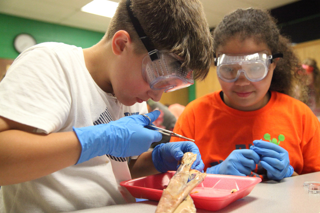 Clarks class dissecting squid