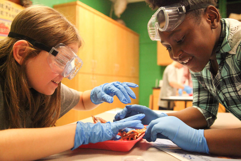 Clarks class dissecting squid