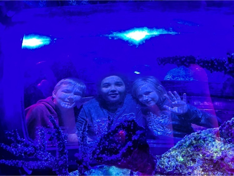 sea life aquarium trip