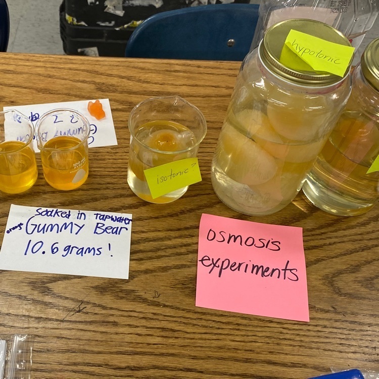 Osmosis Experimentation