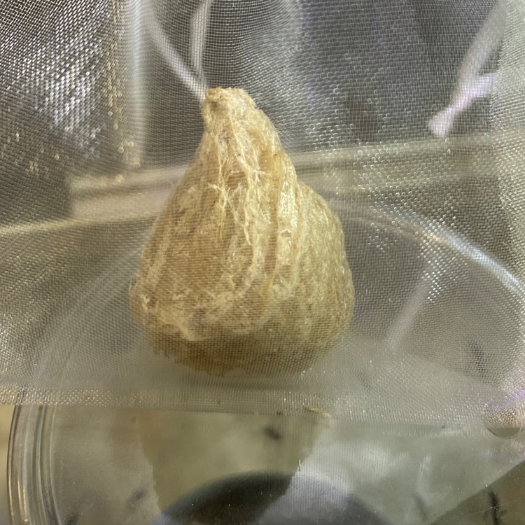 The mantis egg case...