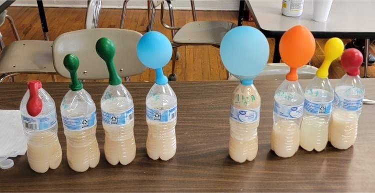 yeast