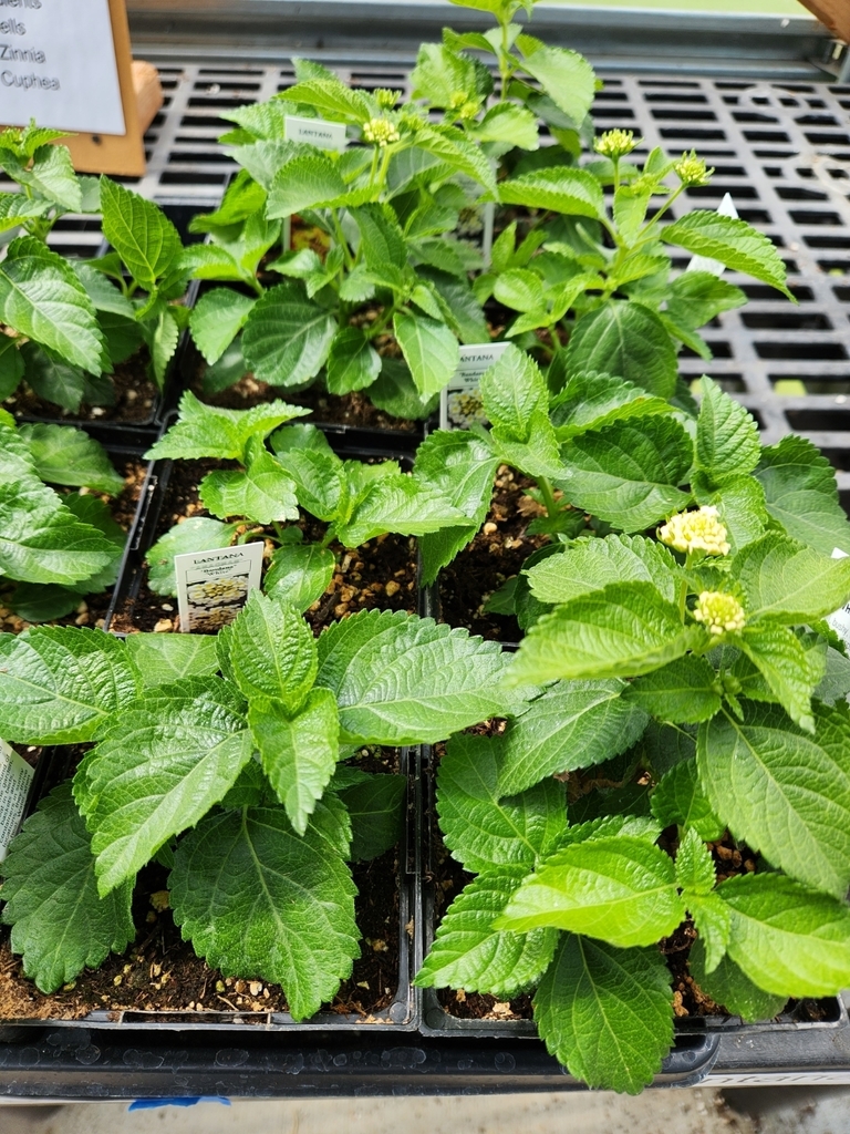 plants