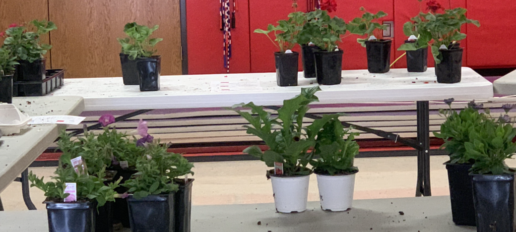 plants