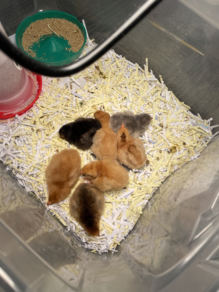chick