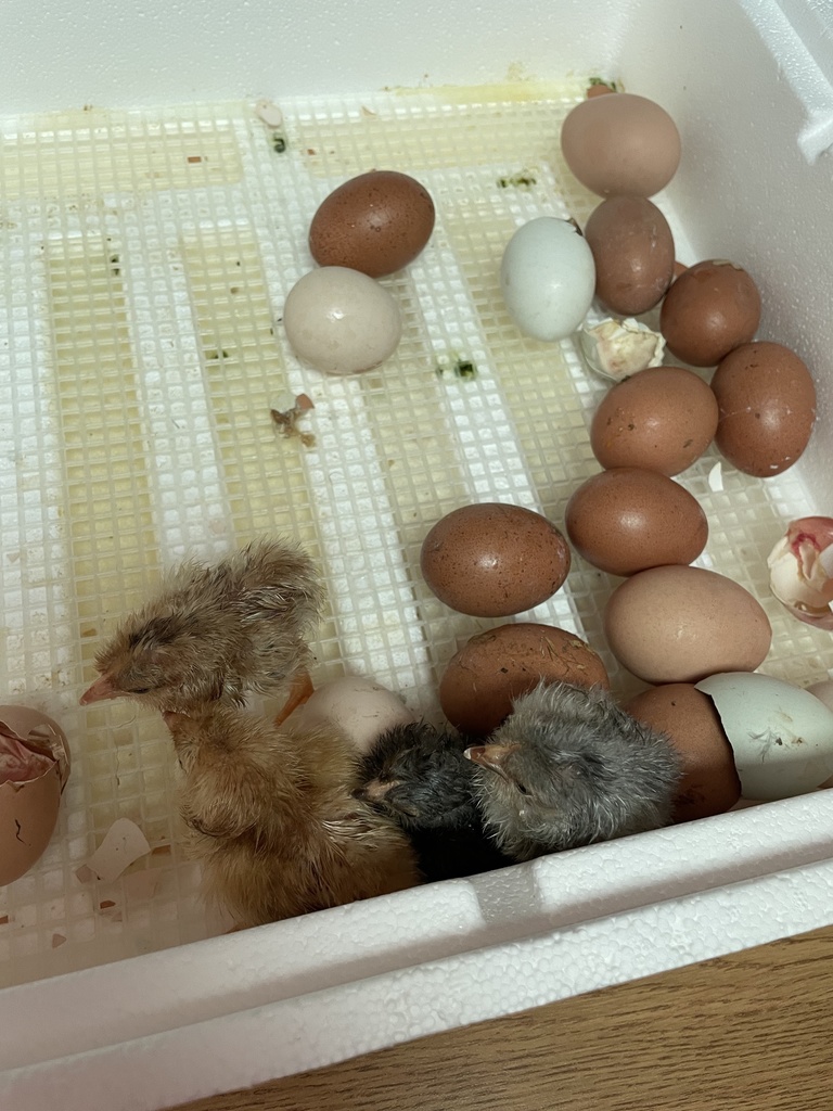 Chicks