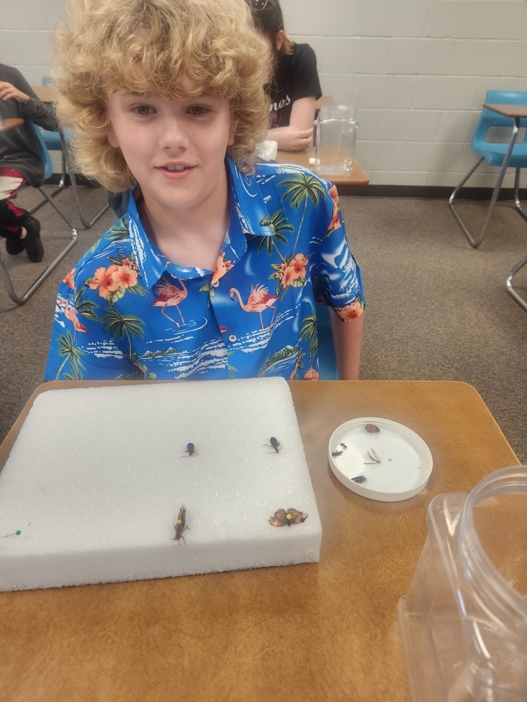 Insect Collection