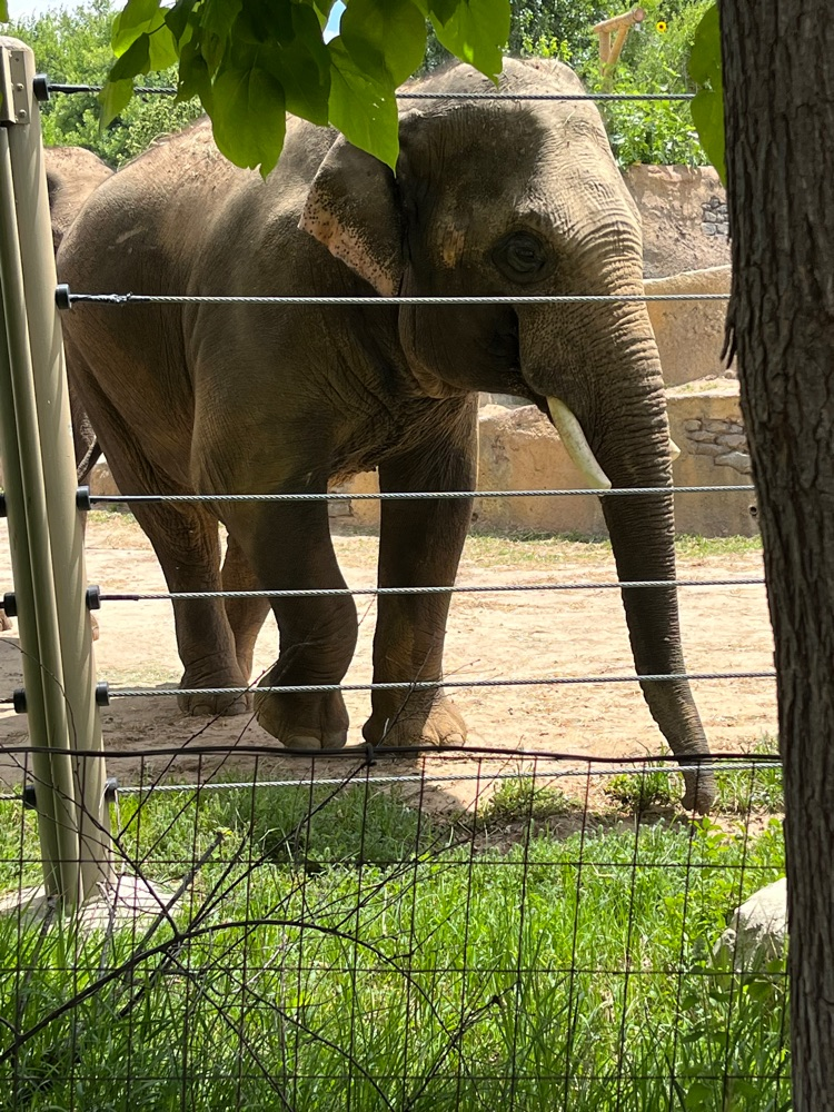 elephant