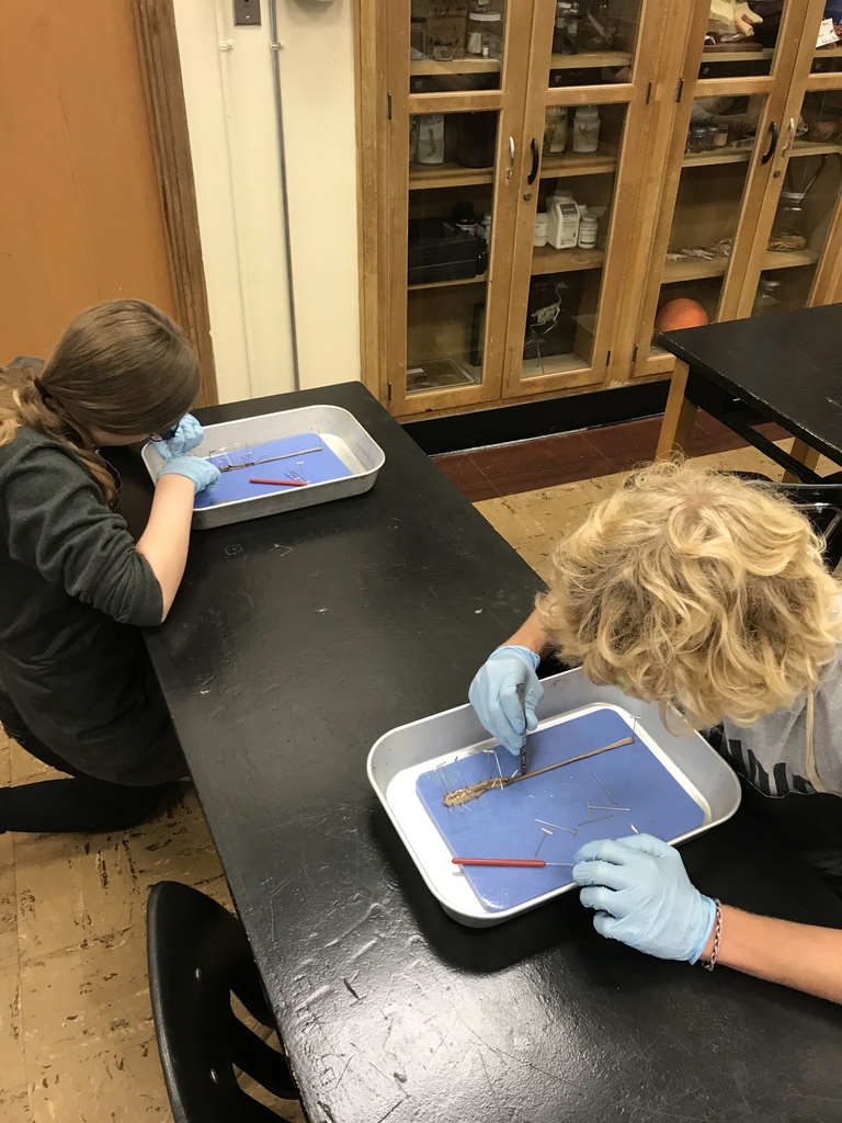 Earthworm dissection - 4th hour 