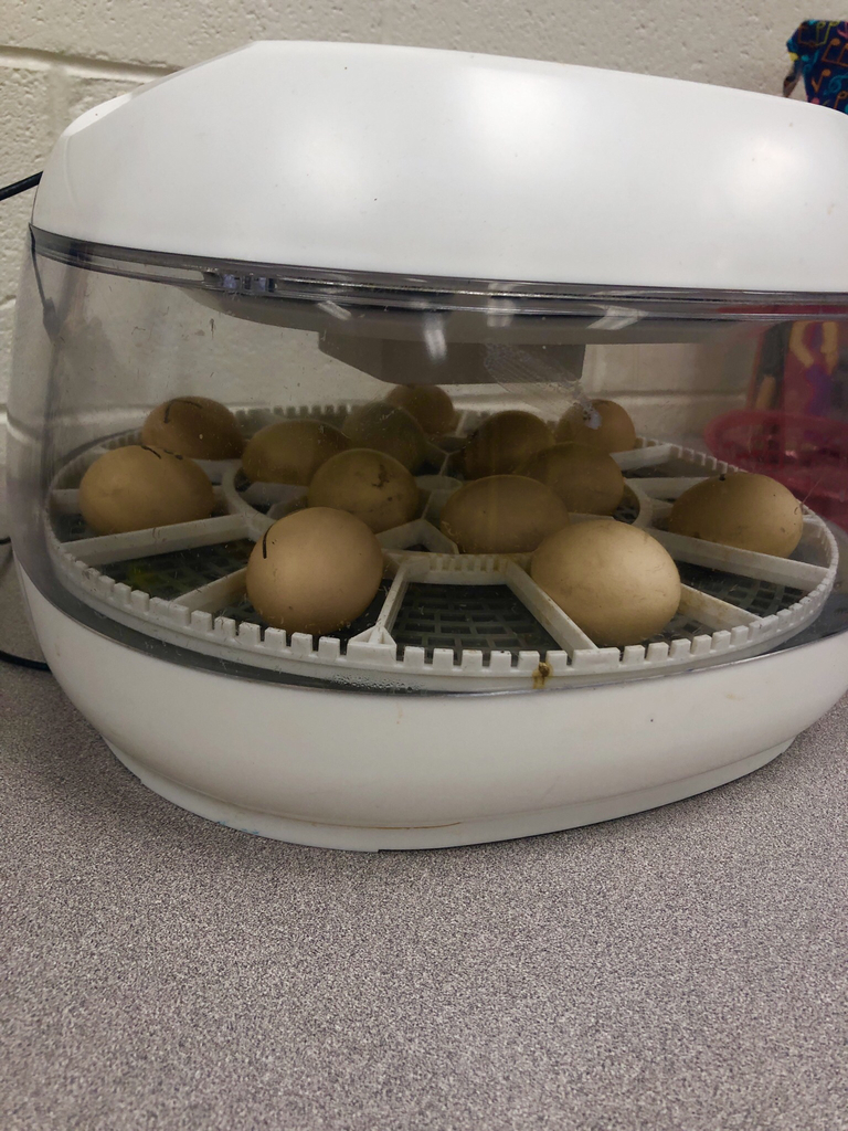 Our eggs