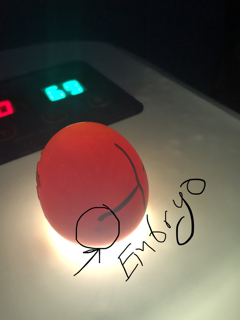 Small black dot is embryo 