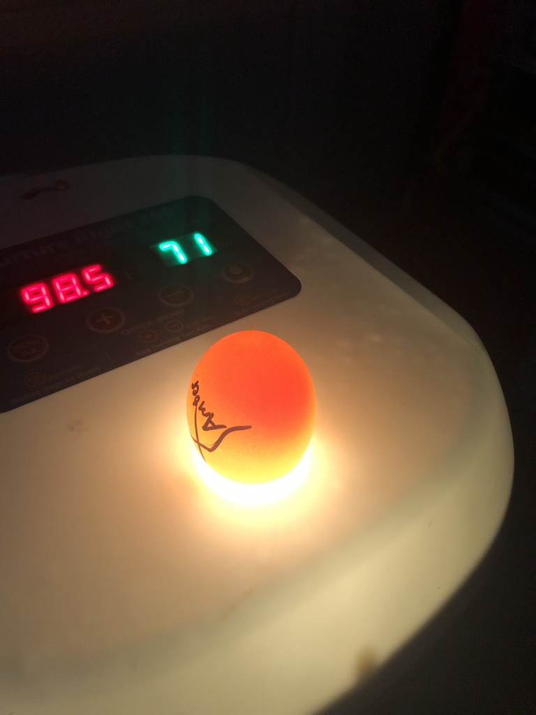 Making sure temperature and humidity levels are correct!