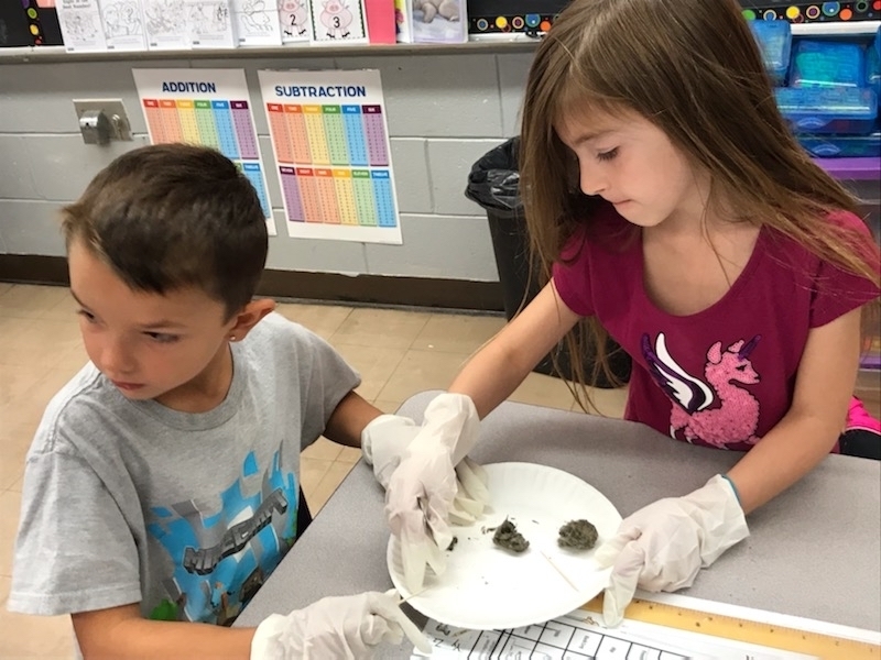 Dissecting owl pellets
