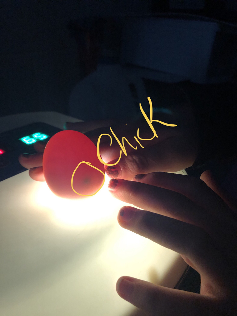 My chick is moving!