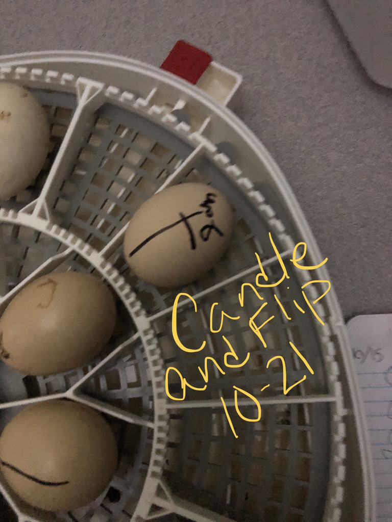 John’s egg