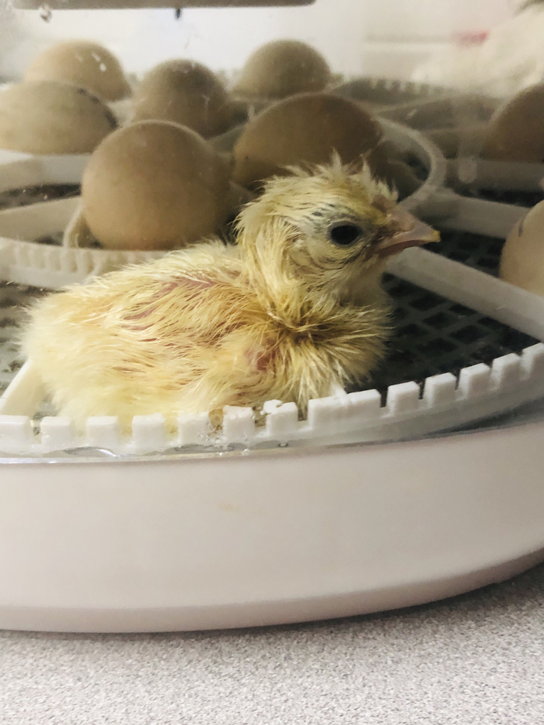 Just hours old