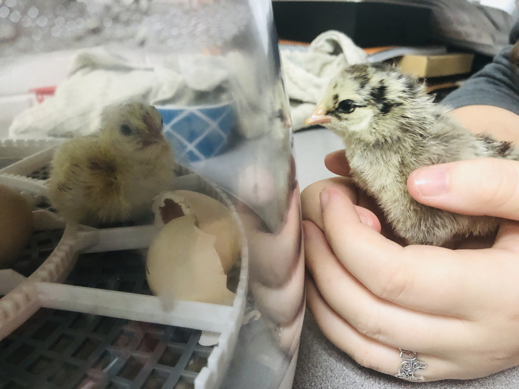 They meet through the plastic