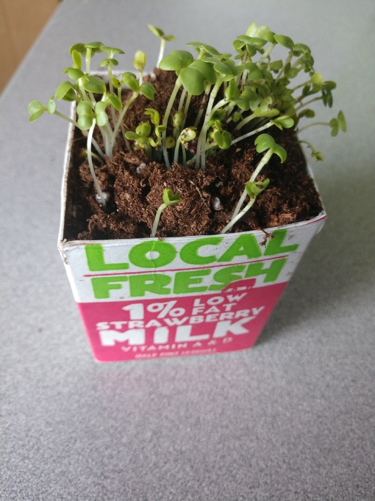 The 7th grade health students are excited to share that we have our first sprouts in our classroom garden!
