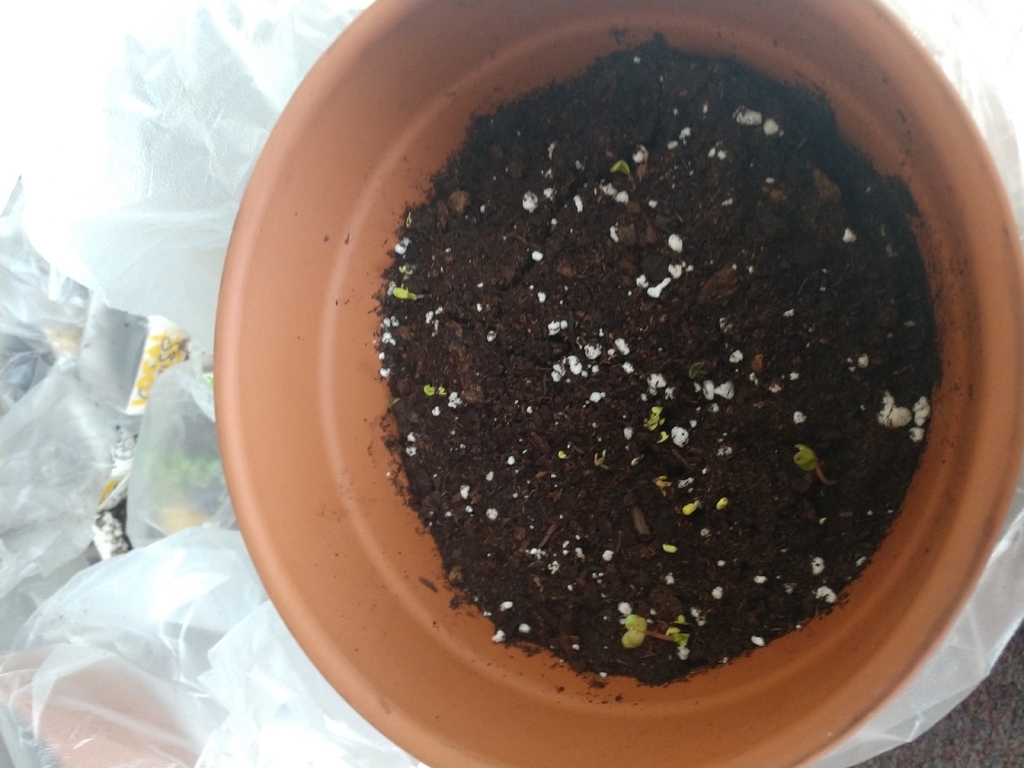 The 7th grade health students are excited to share that we have our first sprouts in our classroom garden!