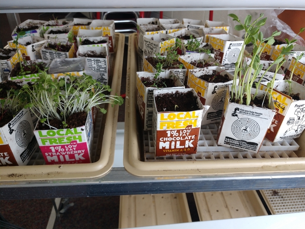It might be cold and snowy outside, but inside AGS our health garden is growing like crazy!
