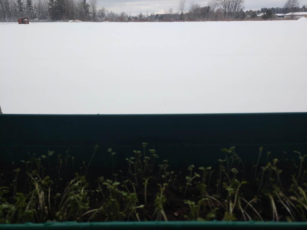 It might be cold and snowy outside, but inside AGS our health garden is growing like crazy!