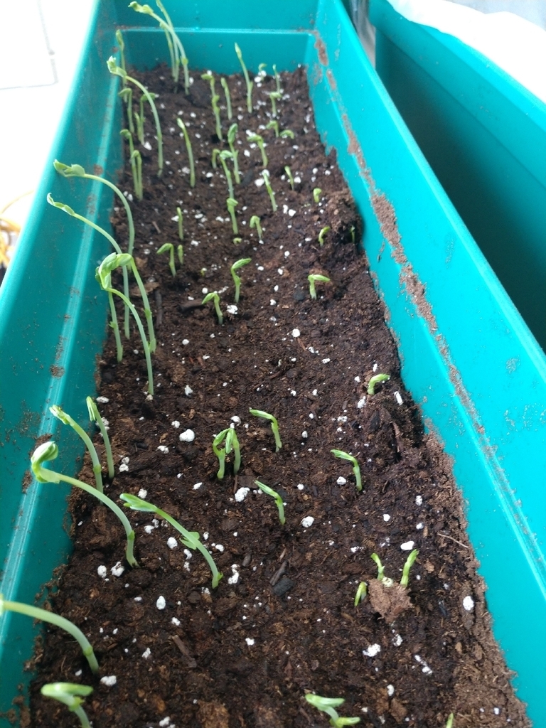 It might be cold and snowy outside, but inside AGS our health garden is growing like crazy!