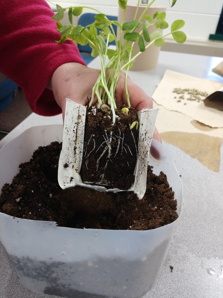 Our garden continues to grow in 7th grade health! We transplanted our first plant into a bigger container and fired up the grow lights today!🌱
