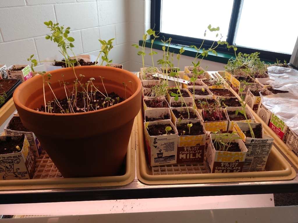 Our garden continues to grow in 7th grade health! We transplanted our first plant into a bigger container and fired up the grow lights today!🌱
