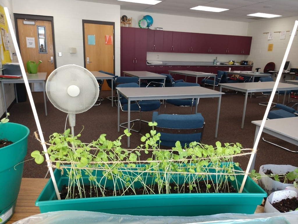 Huge thank you to Mr. Lichota for building a lattice for our peas in our classroom garden. Students will test their skills tomorrow for the rest of the peas!