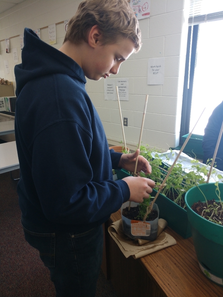 Today students in 7th grade health made a lattice for our growing peas, and  worked on transplanting tomatoes and peas.
