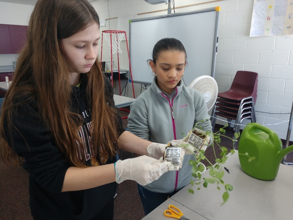 Today students in 7th grade health made a lattice for our growing peas, and  worked on transplanting tomatoes and peas.