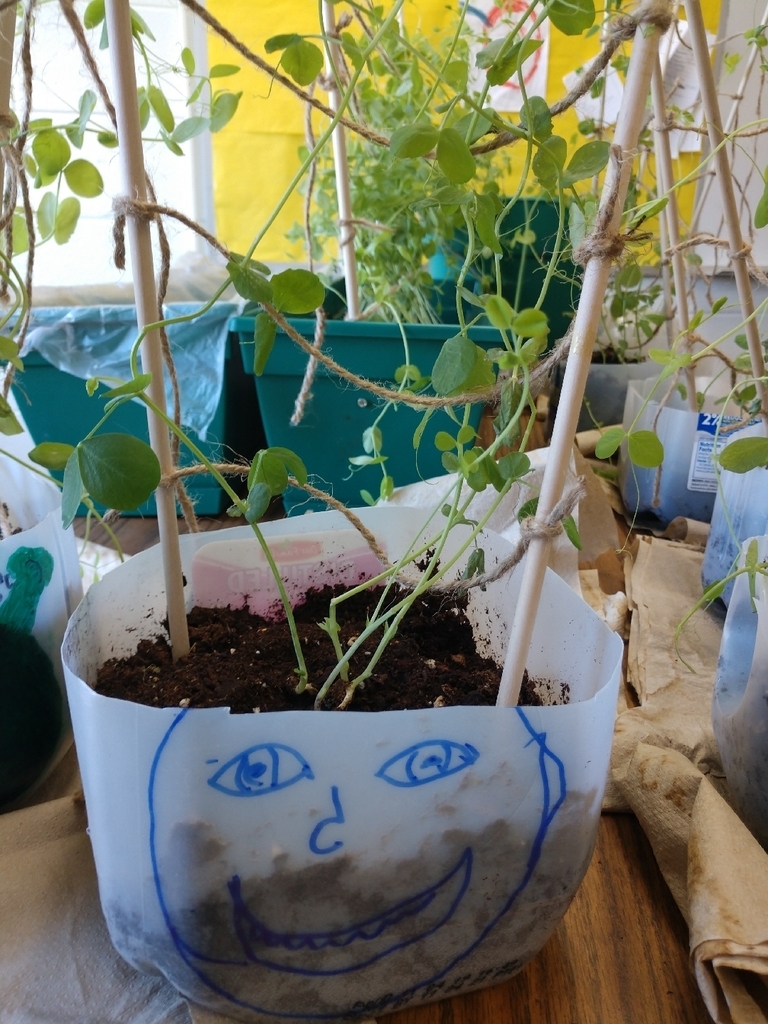 Our plants got some positive inspiration to grow today!#classroomgarden