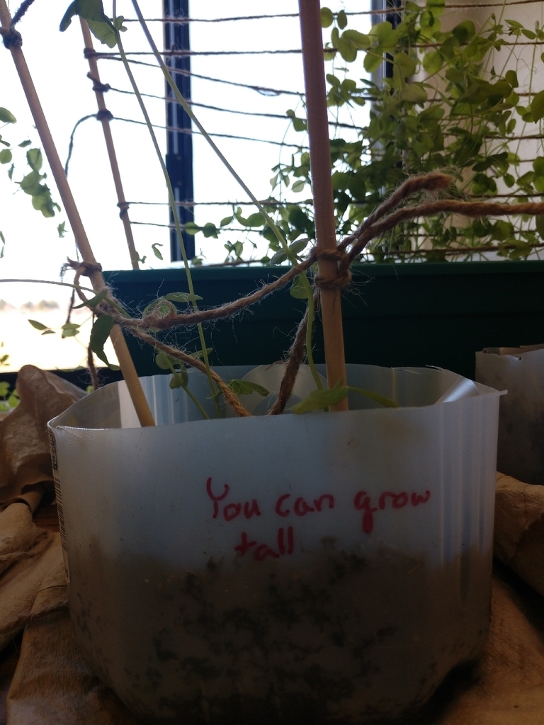 Our plants got some positive inspiration to grow today!#classroomgarden