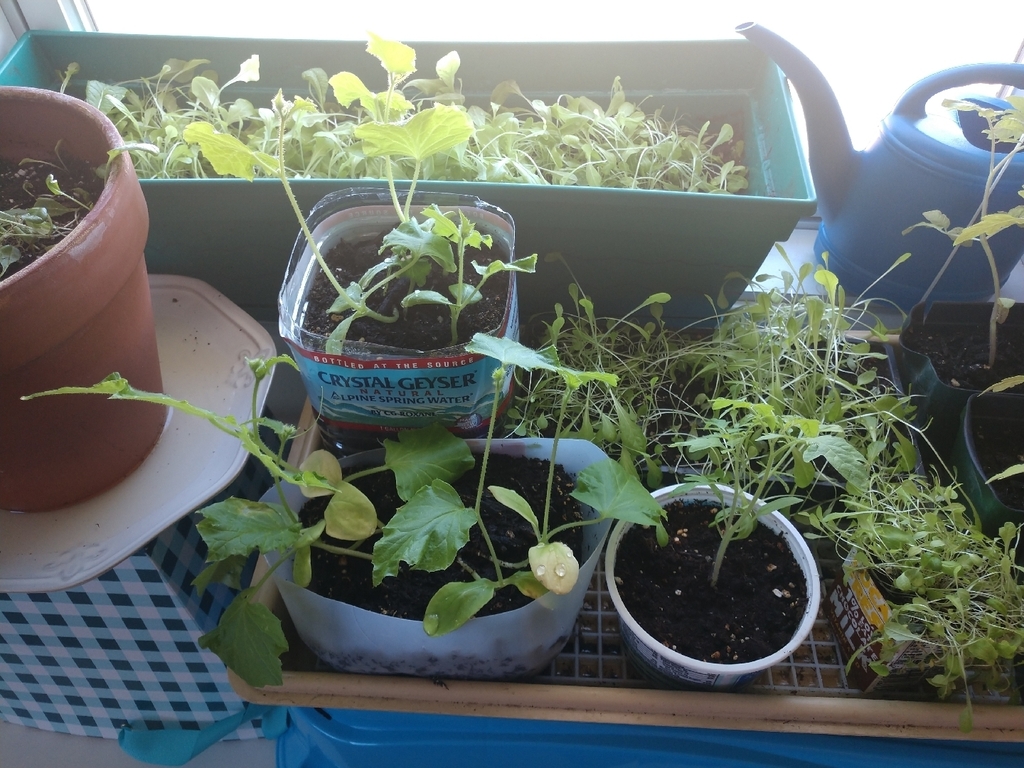 Part of the 7th grade health garden came home with Mrs. Stanley during our time away from school, and is continuing to grow!