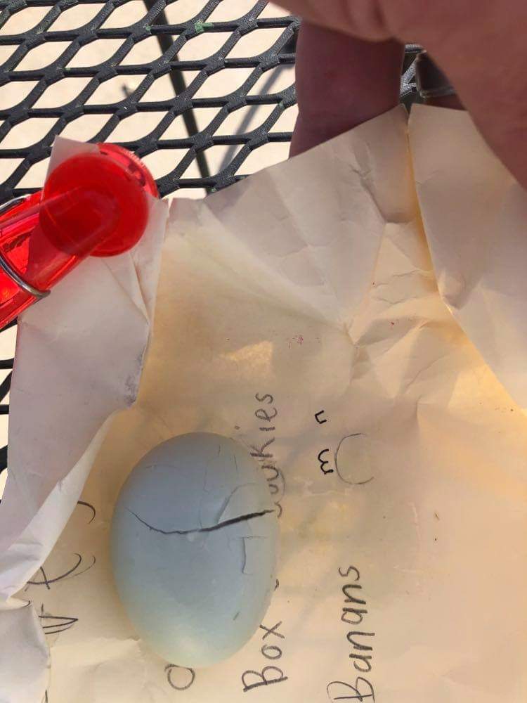 egg