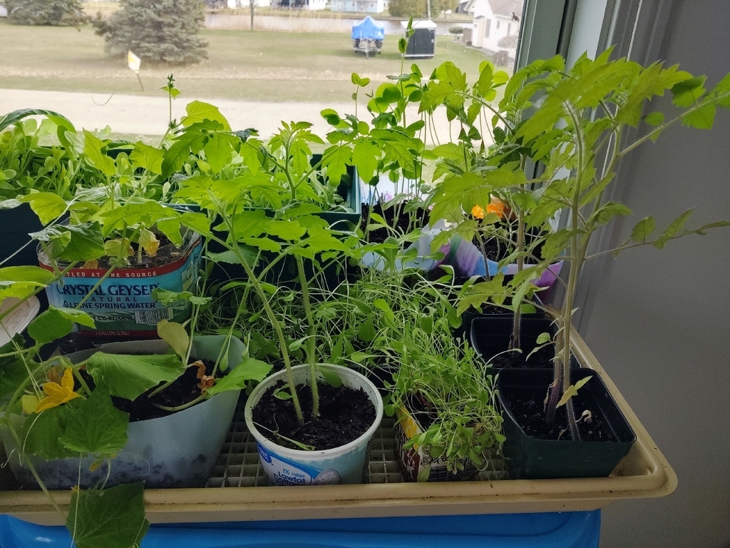 The 7th grade health garden is still growing! We have pickle blossoms!