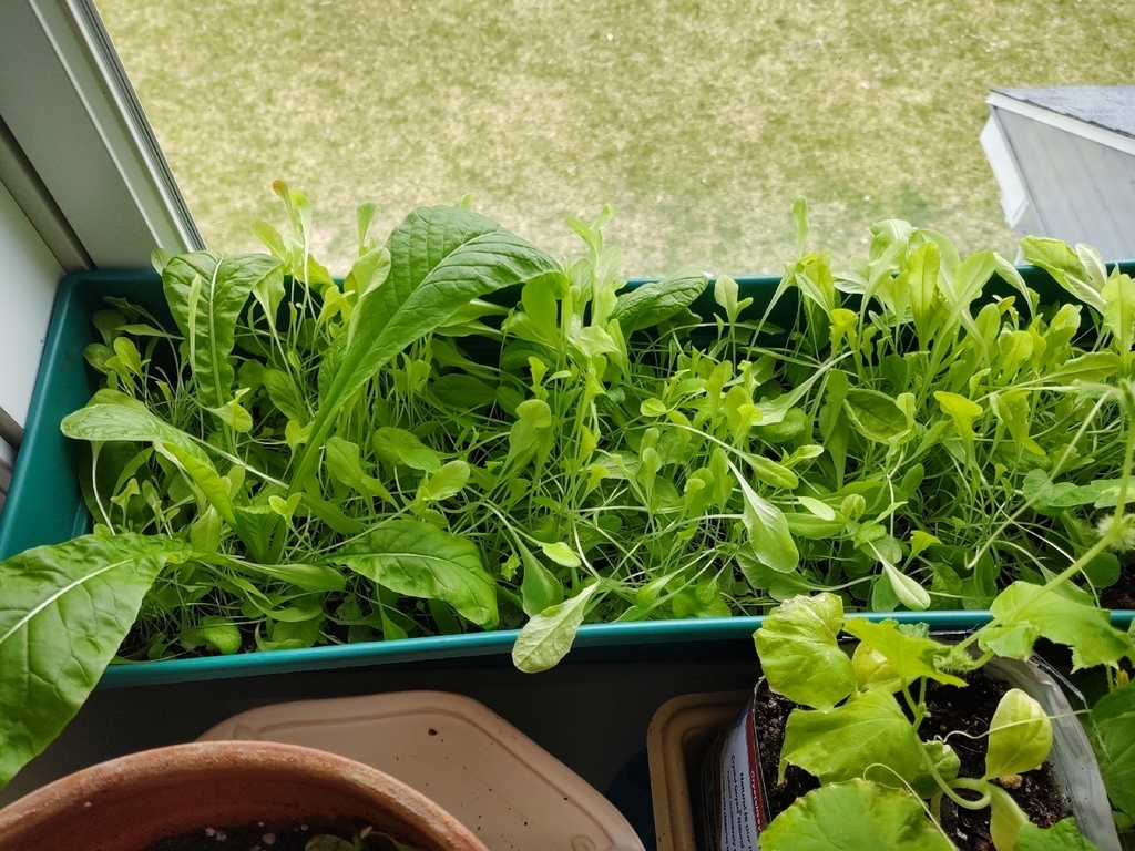 The 7th grade health garden is still growing! We have pickle blossoms!