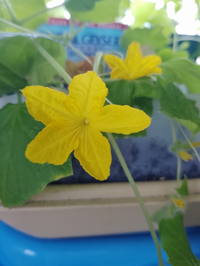 The 7th grade health garden is still growing! We have pickle blossoms!