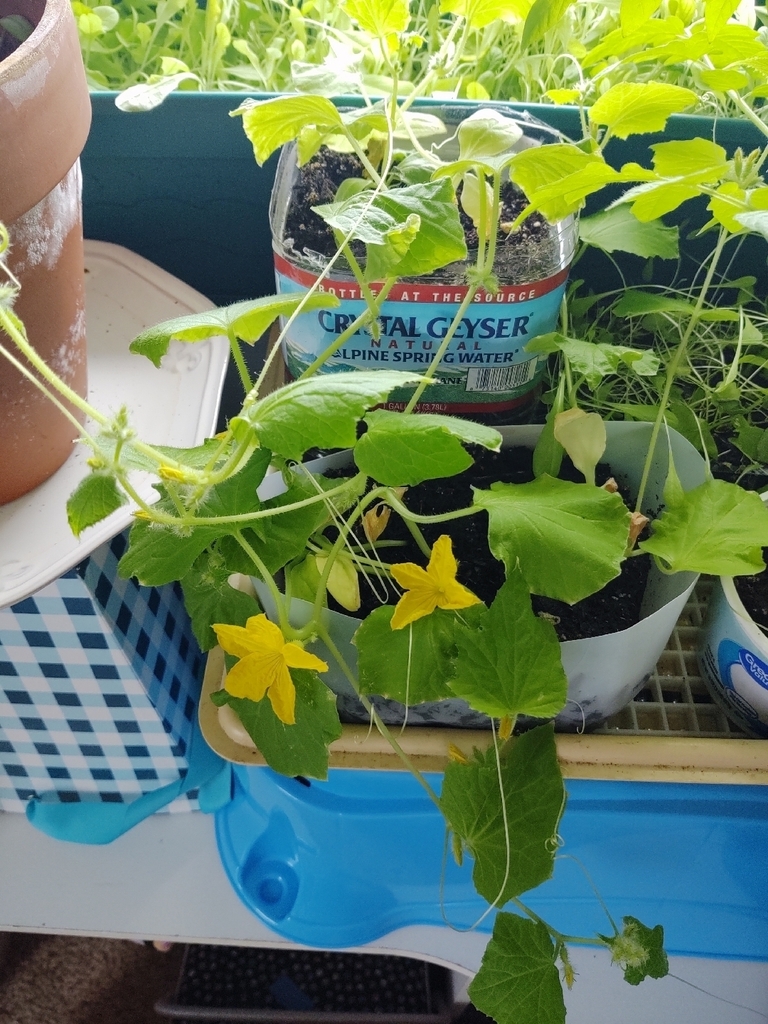 The 7th grade health garden is still growing! We have pickle blossoms!