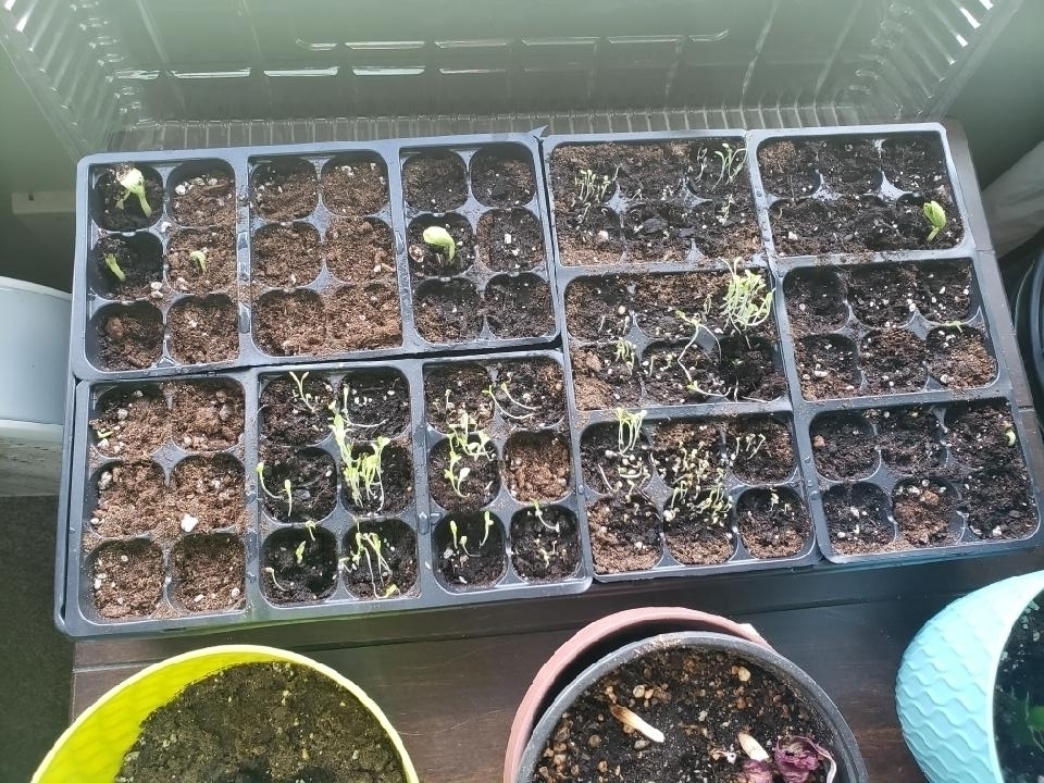 Check out the garden one of my 7th graders started at home! 