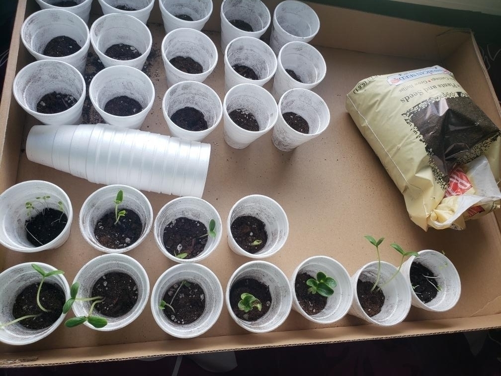 Check out the garden one of my 7th graders started at home! 